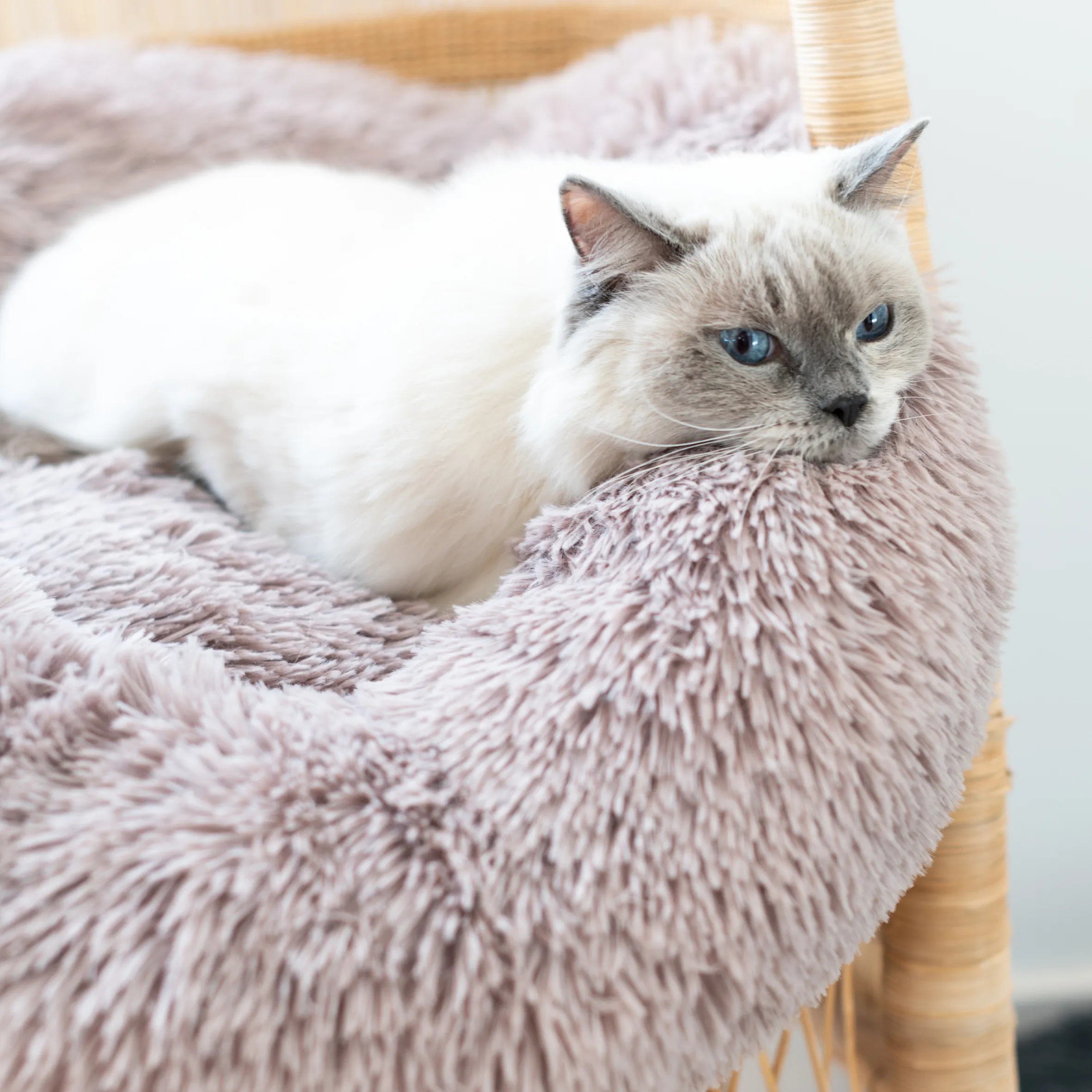 Calming Cat Bed