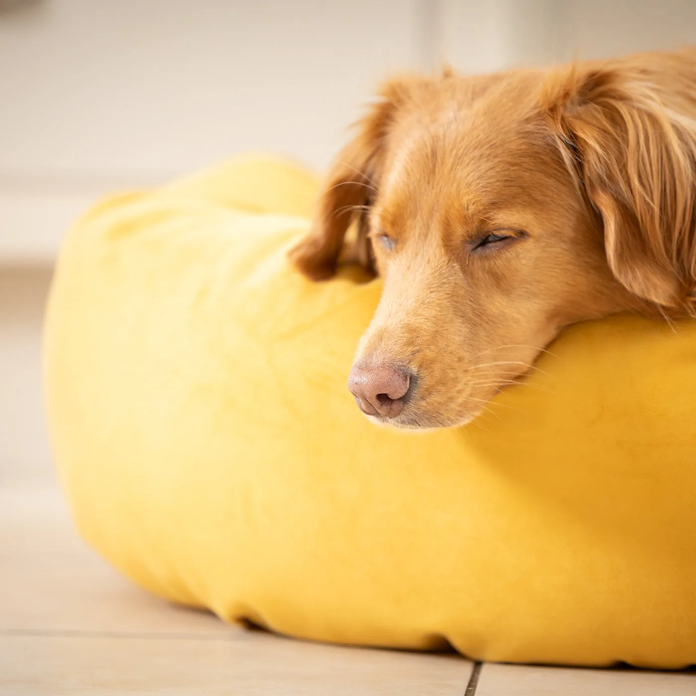 Donut Bed With Removable Covers in Saffron Velvet by Lords & Labradors