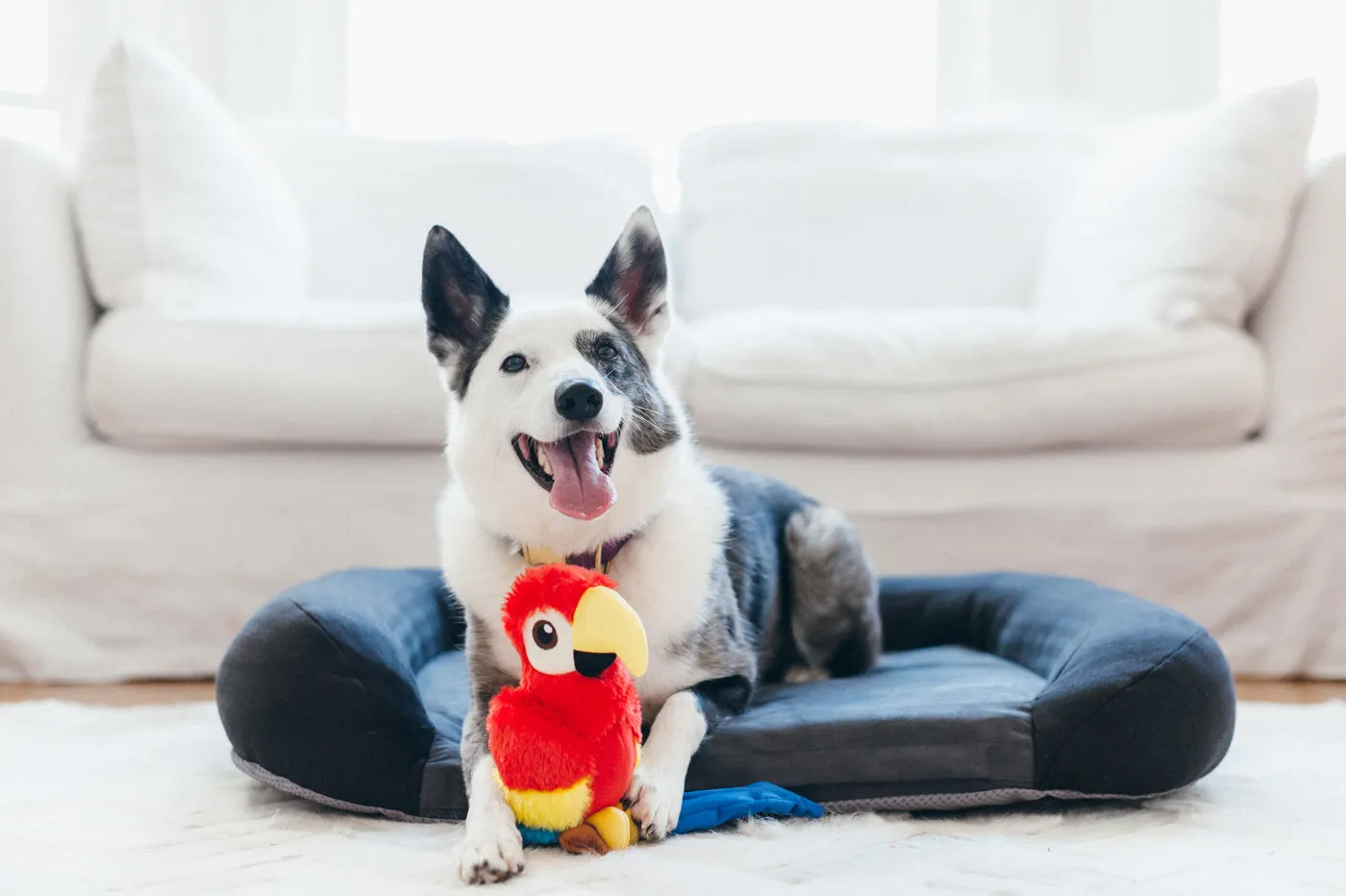 Fetching Flock Squeaky Plush Dog toys