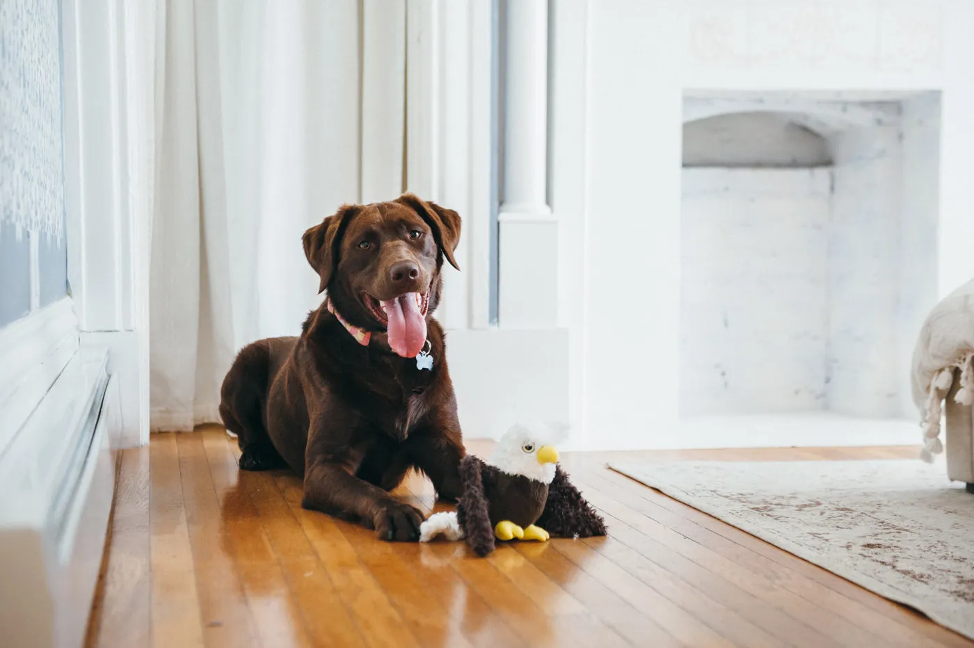 Fetching Flock Squeaky Plush Dog toys