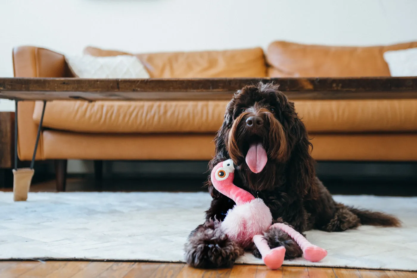 Fetching Flock Squeaky Plush Dog toys