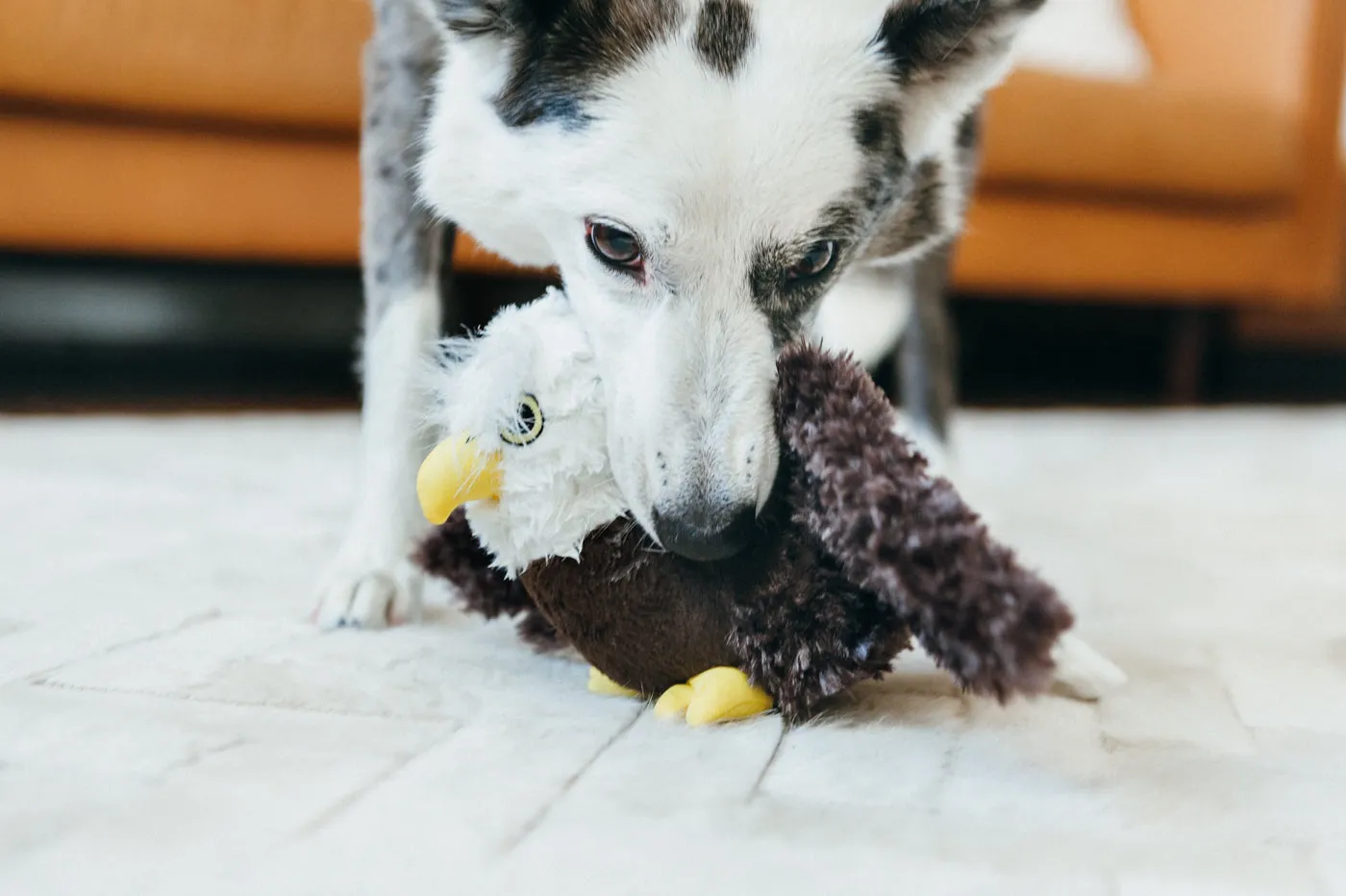 Fetching Flock Squeaky Plush Dog toys