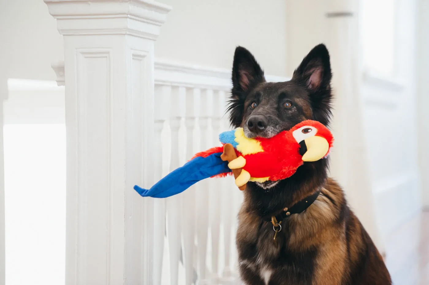 Fetching Flock Squeaky Plush Dog toys