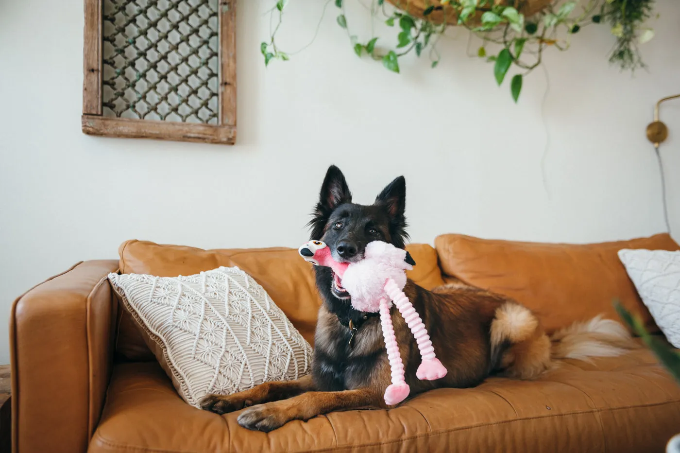 Fetching Flock Squeaky Plush Dog toys