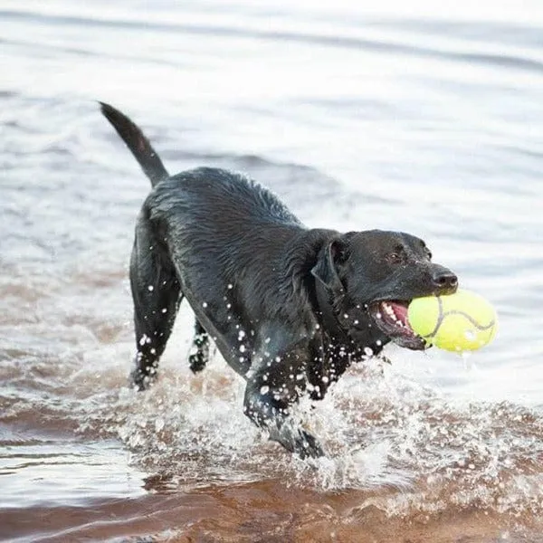 KONG Airdog Squeaker Football Dog Toy